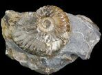 Hoploscaphites Ammonite - South Dakota #44031-1